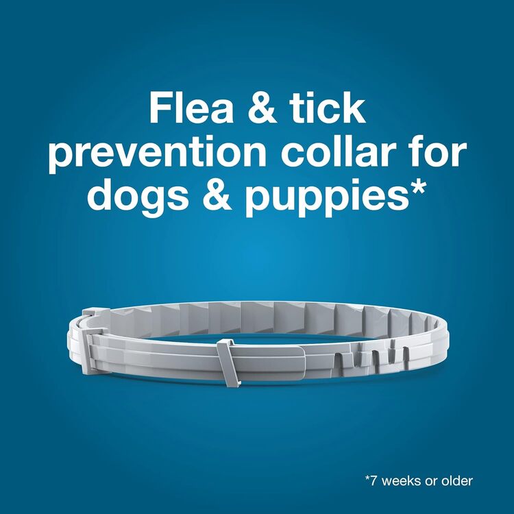 A grey Seresto flea and tick prevention collar for dogs and puppies 7 weeks or older on a blue background.