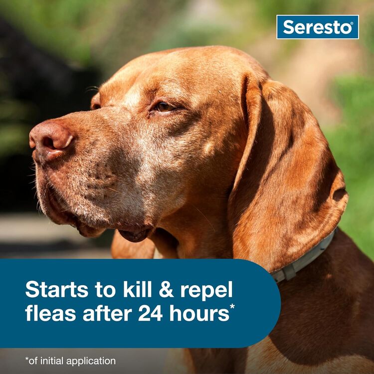 Seresto collar on a brown dog with text stating it starts to kill and repel fleas after 24 hours of initial application.