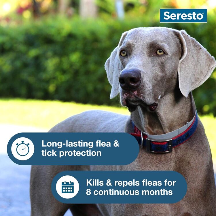 Seresto flea and tick collar on a large grey dog, highlighting 8 continuous months of protection.