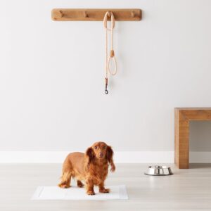 Pet owner giving a treat to a small dog for successfully using the Amazon Basics training pad indoors.
